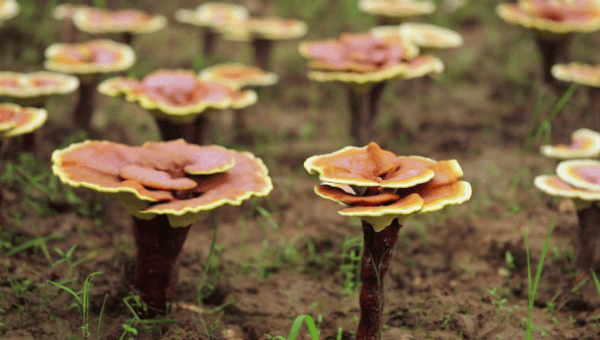 Is the Ganoderma that grows on the tree edible (3)
