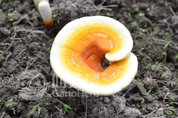 Is the Ganoderma that grows on the tree edible (9)