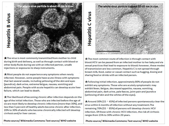 Urgent fight against hepatitis virus needs Ganoderma lucidum4
