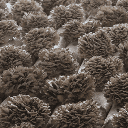Maitake Powder (6)