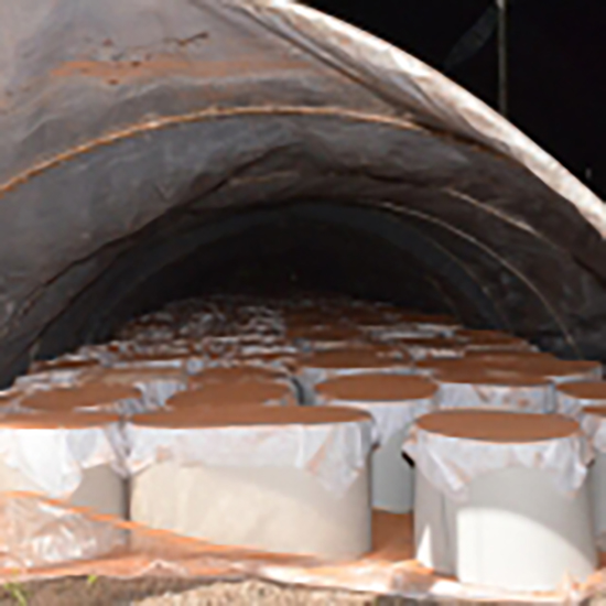 Organic Cell-Wall Broken Ganoderma Lucidum Spore Powder (5)