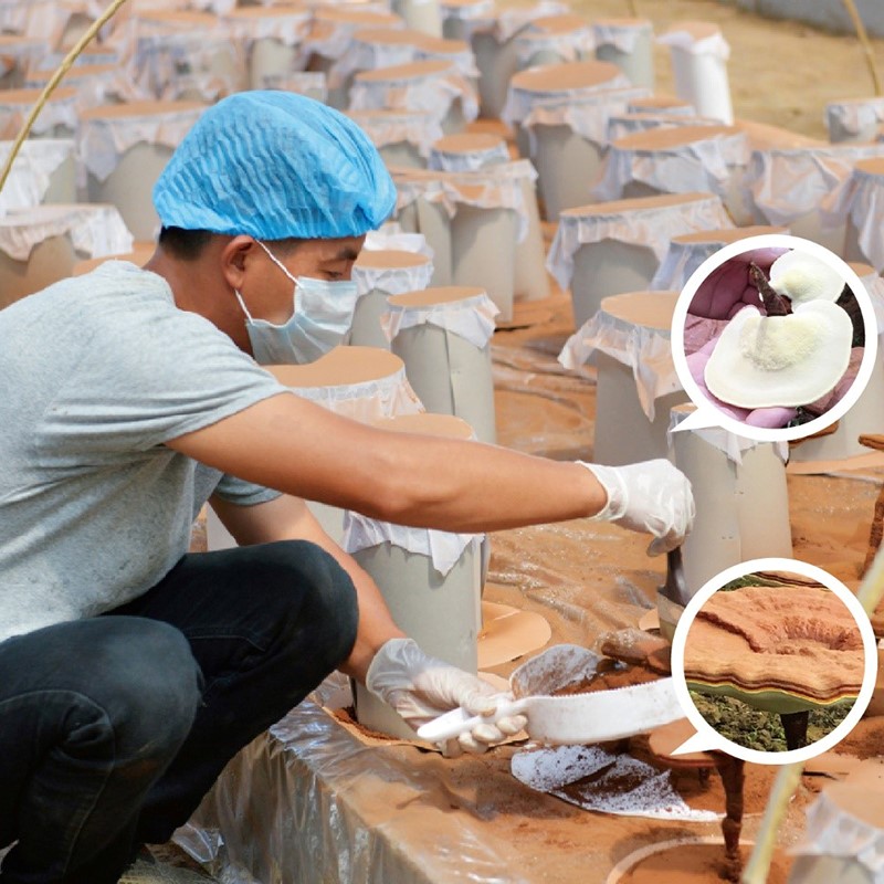 Broken spore powder reishi spore powder
