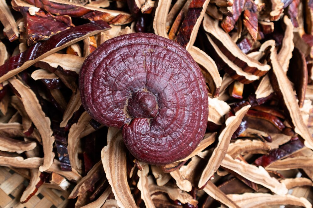 Cell broken Ganoderma lucidum spore powder