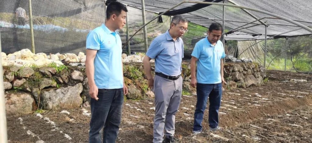 Chairman Li Ye inspects the planting of Reishi bed-logs