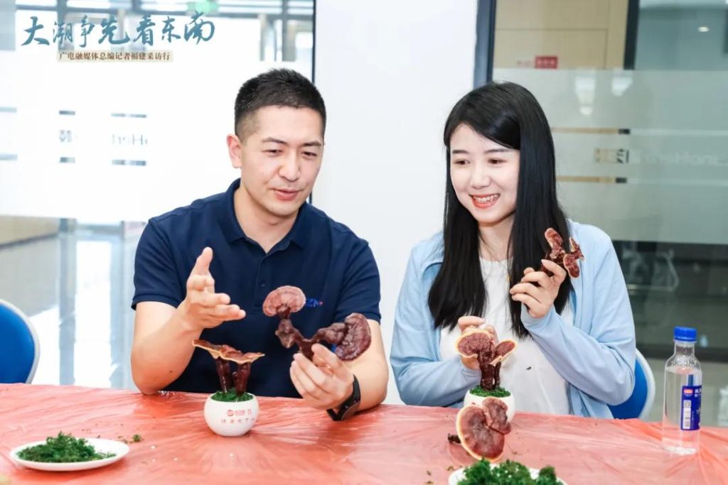 DIY Reishi bonsai making (2)