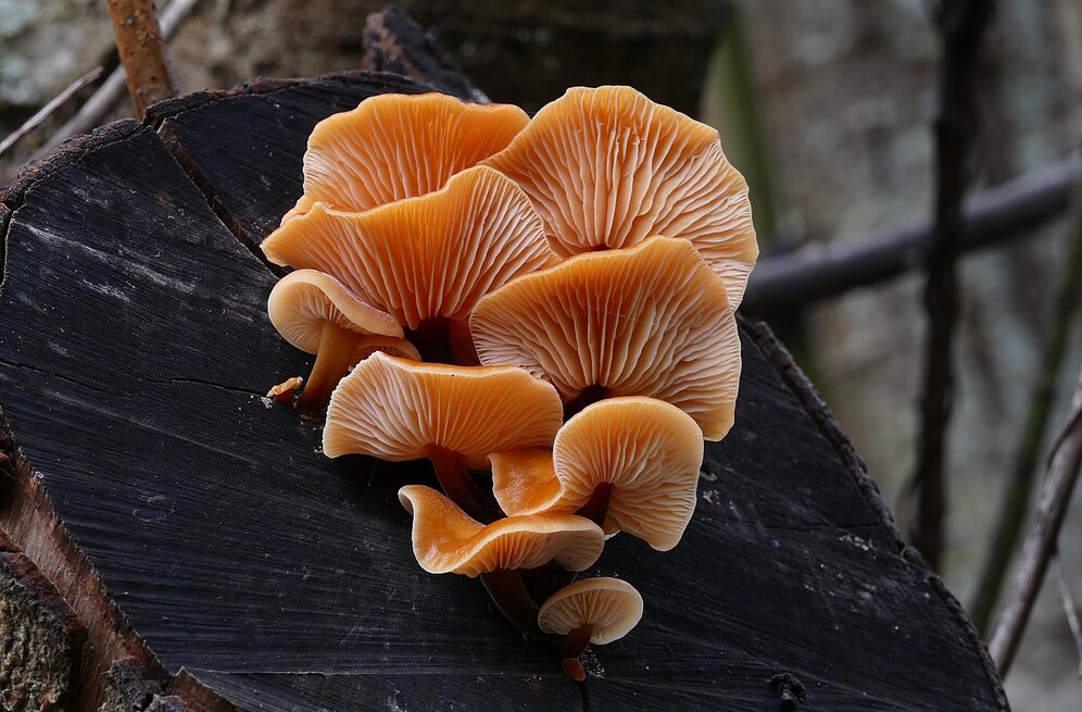 Ganoderma reishi