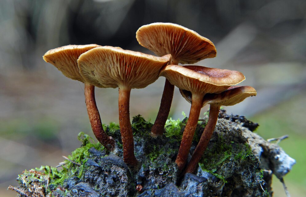 Lingzhi mushroom Ganoderma lucidum reishi from