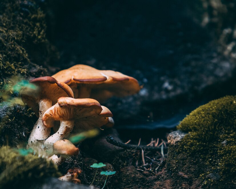 Organic reishi mushroom extract spore powder