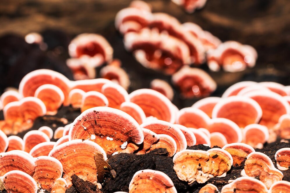 Reishi Gano tea side effects in English