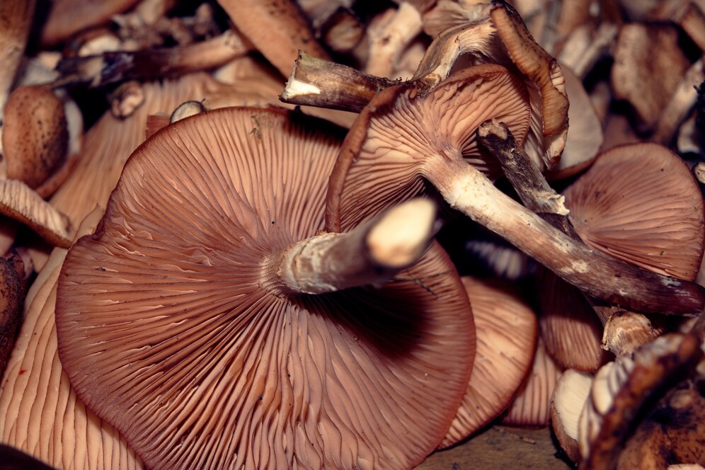 Reishi mushroom extract manufacturers