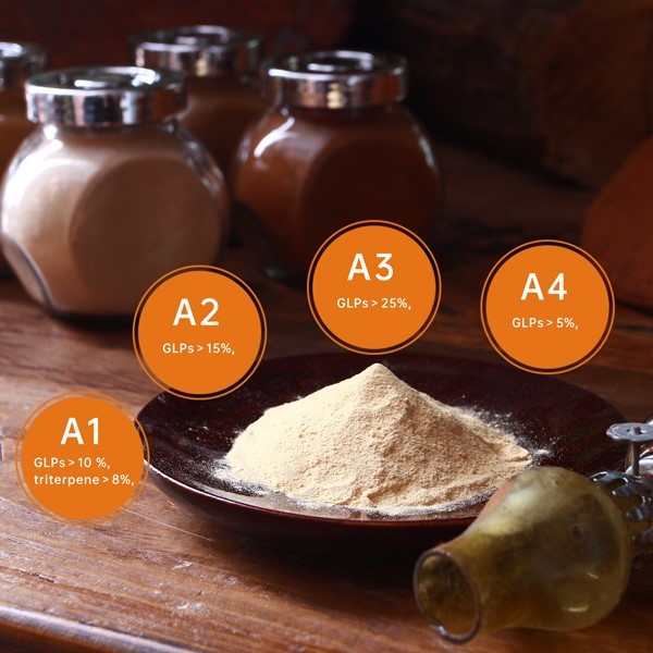 Wholesale Ganoderma lucidum extract