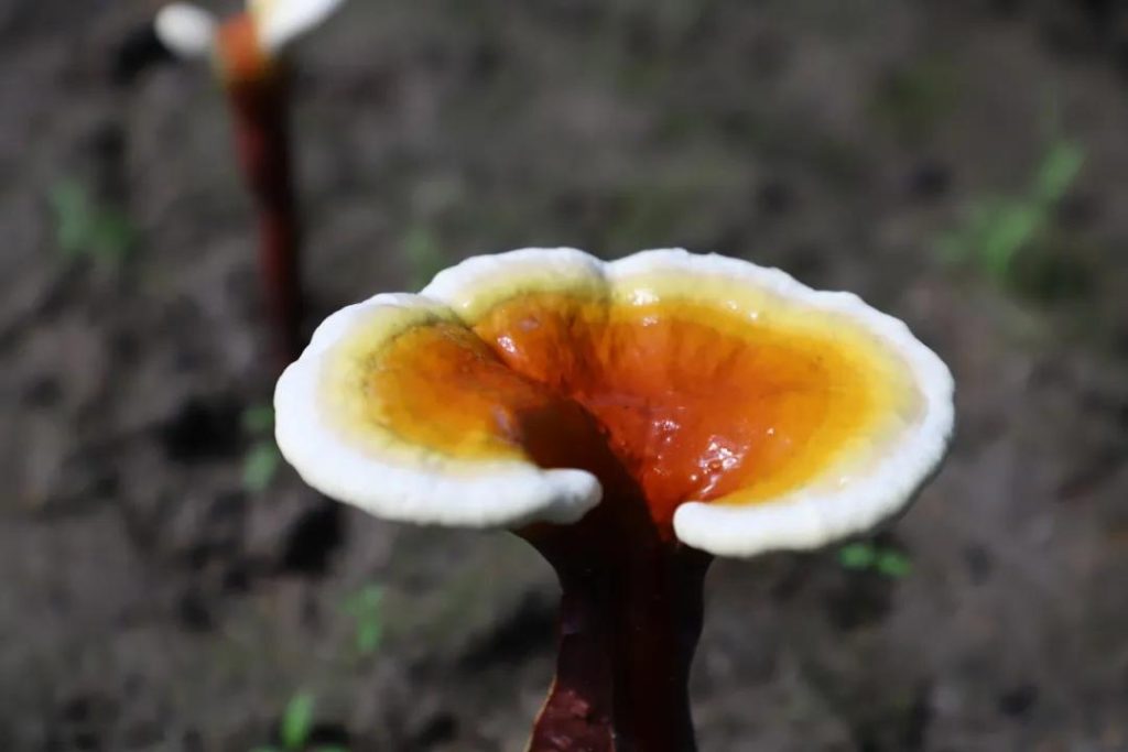 beauty of GanoHerb Reishi