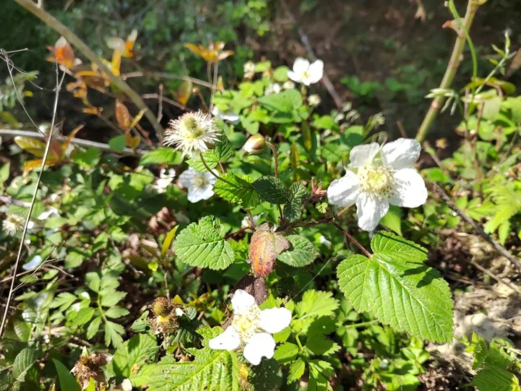 flowers bloom (2)