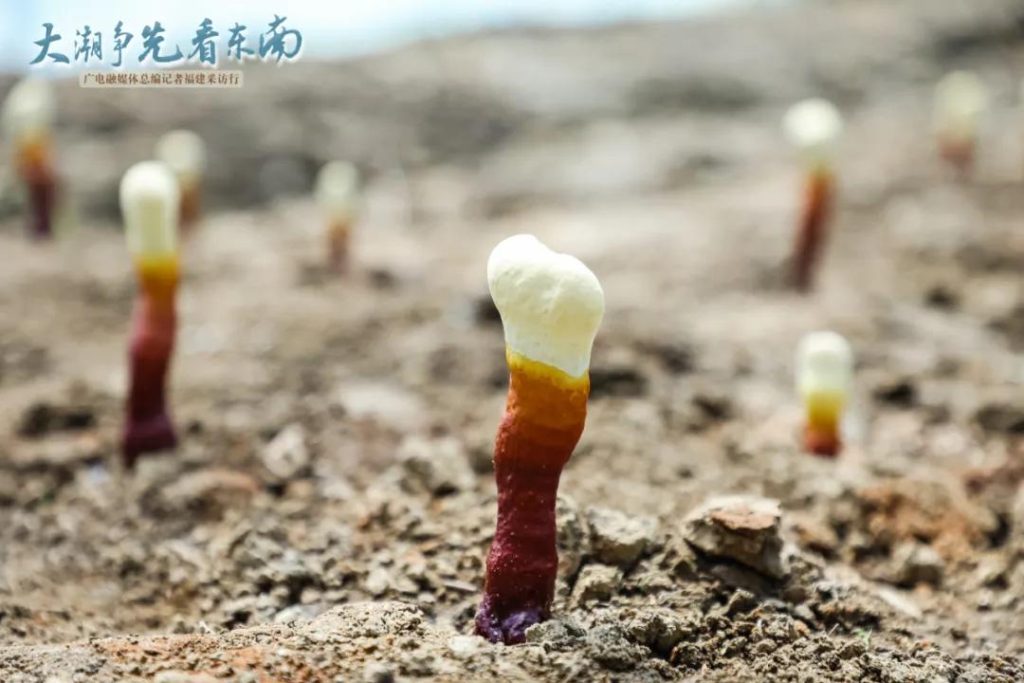 non-ground-touching spore powder collection technology (2)