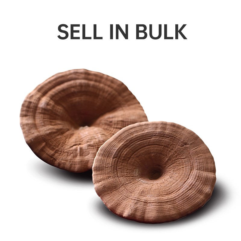 reishi gano tea