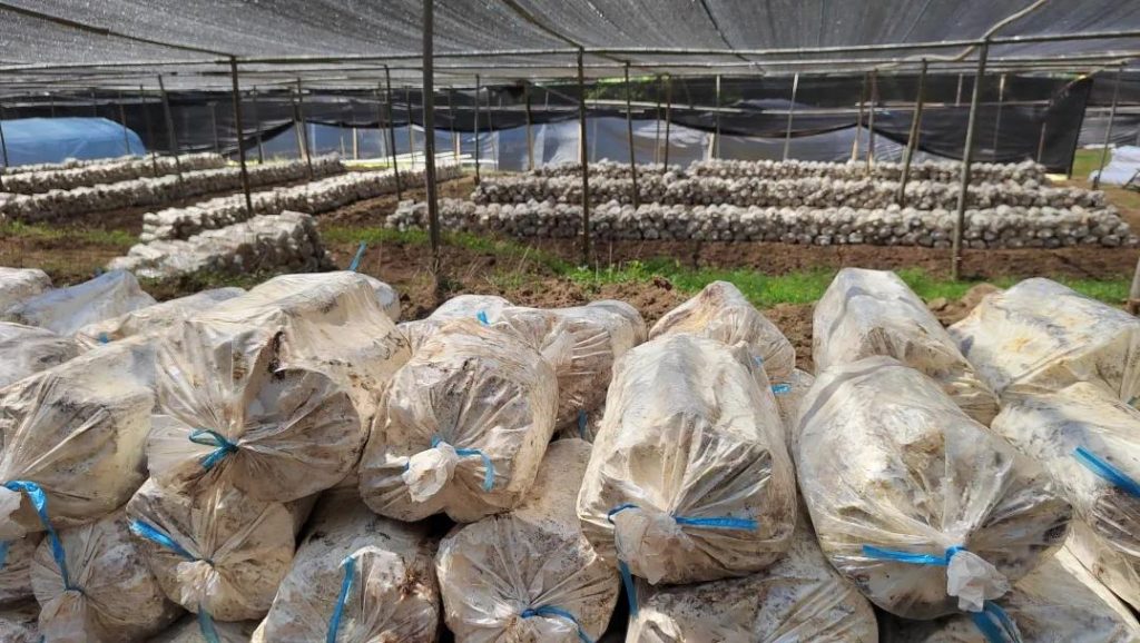 soil is above National Grade 2 standard (2)