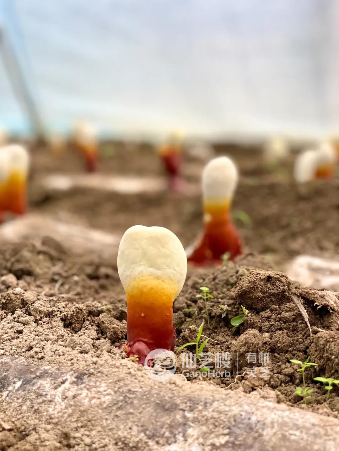 tender yellow Reishi