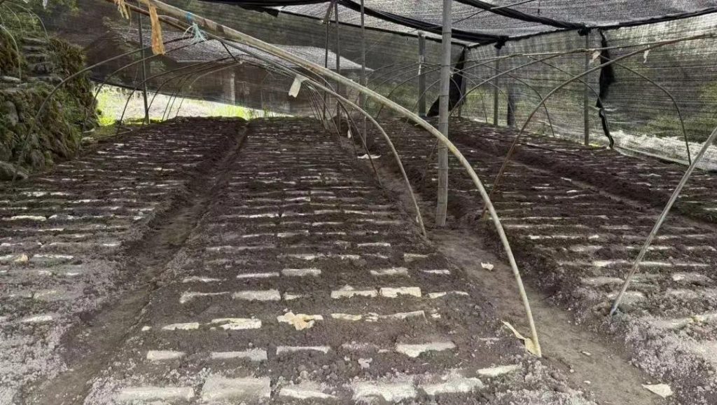 the bed-logs are being successively planted and covered with soil