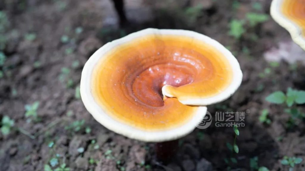 Reishi biologique GanoHerb (2)