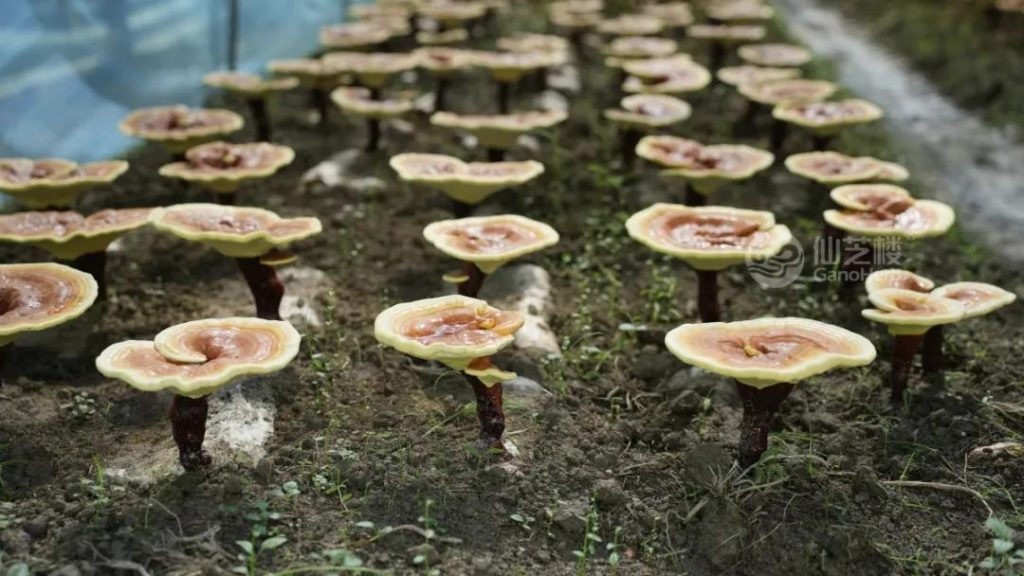 Reishi biologique GanoHerb (3)