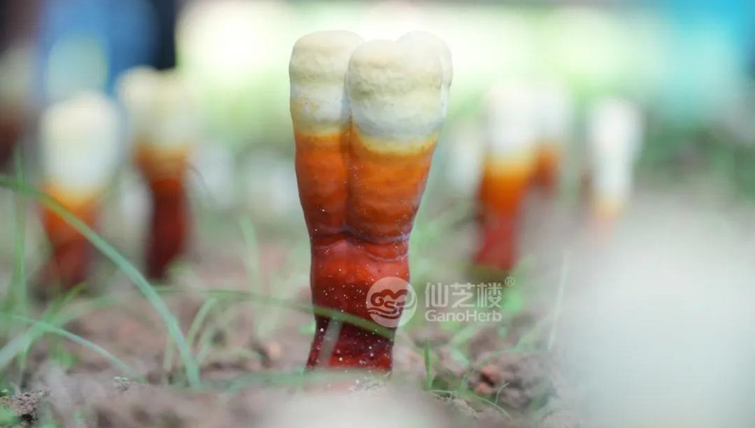 GanoHerb Organic Reishi