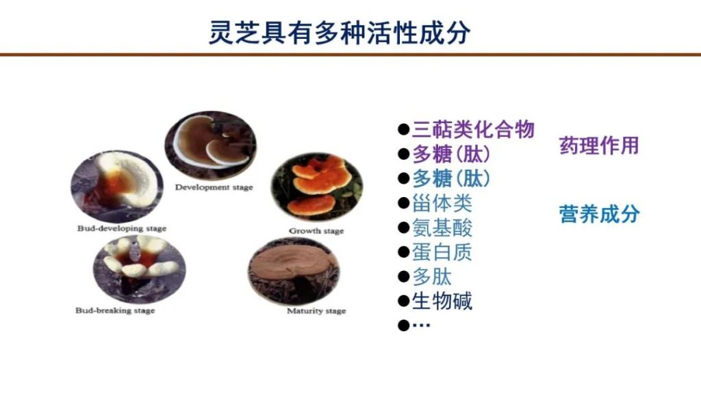 Ganoderma lucidum contains pharmacologically active ingredients