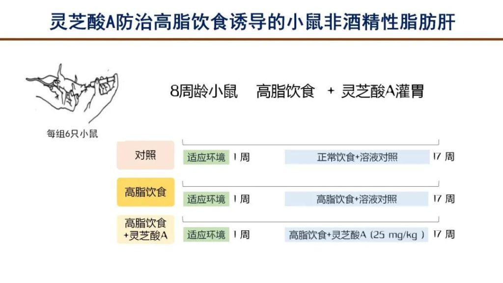 Ganoderma lucidum, has a significant effect in improving fatty liver