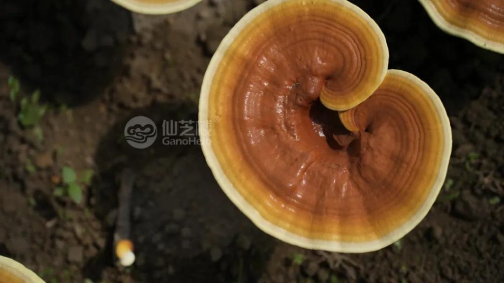 Members also had the opportunity to experience Pruning Reishi firsthand (2)