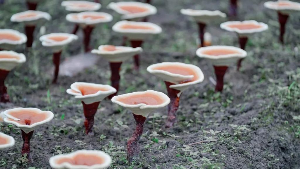 One of Reishi's main active ingredients, السكريات