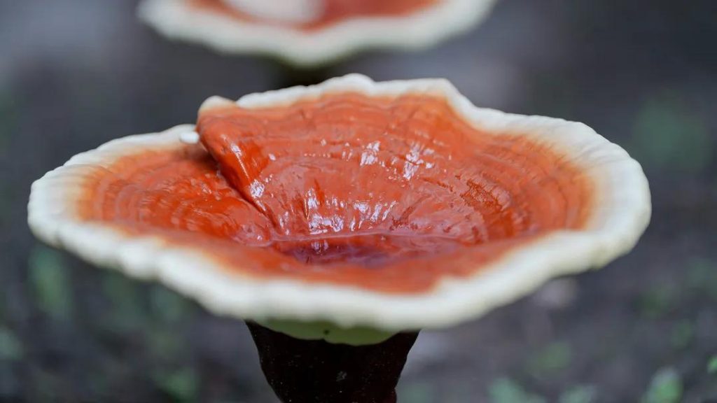 Reishi has demonstrated efficacy in regulating blood pressure, 血中脂質, and blood sugar