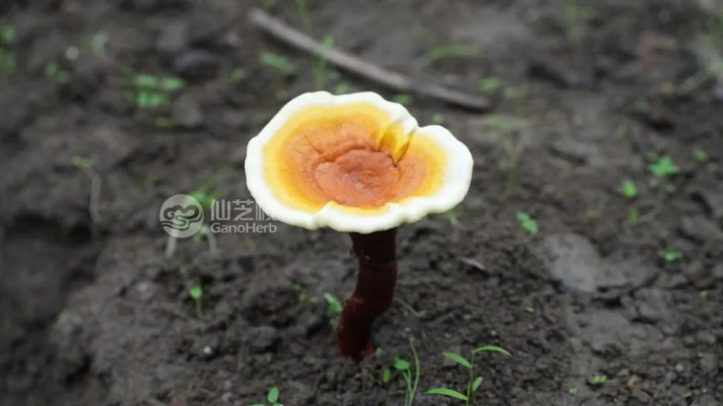 Reishi in its initial fruiting stage is charmingly adorable (2)