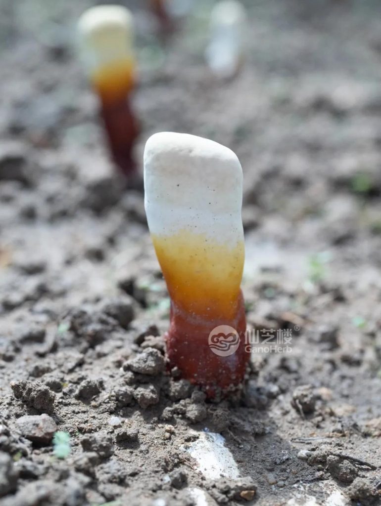 Reishi in its initial fruiting stage is charmingly adorable
