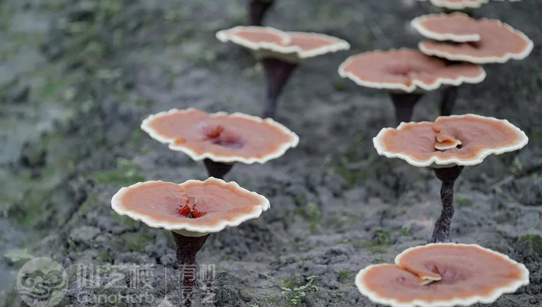 Reishi Mushroomは神のハーブとして尊敬されています