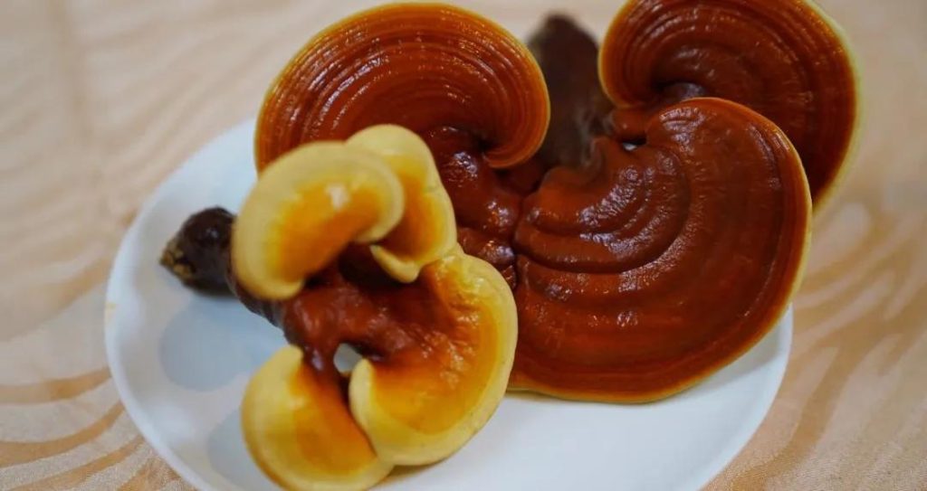 Reishi thus improves both the quality and quantity of sleep