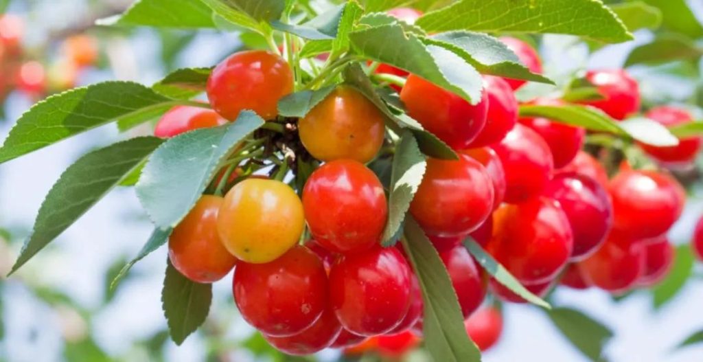cherries