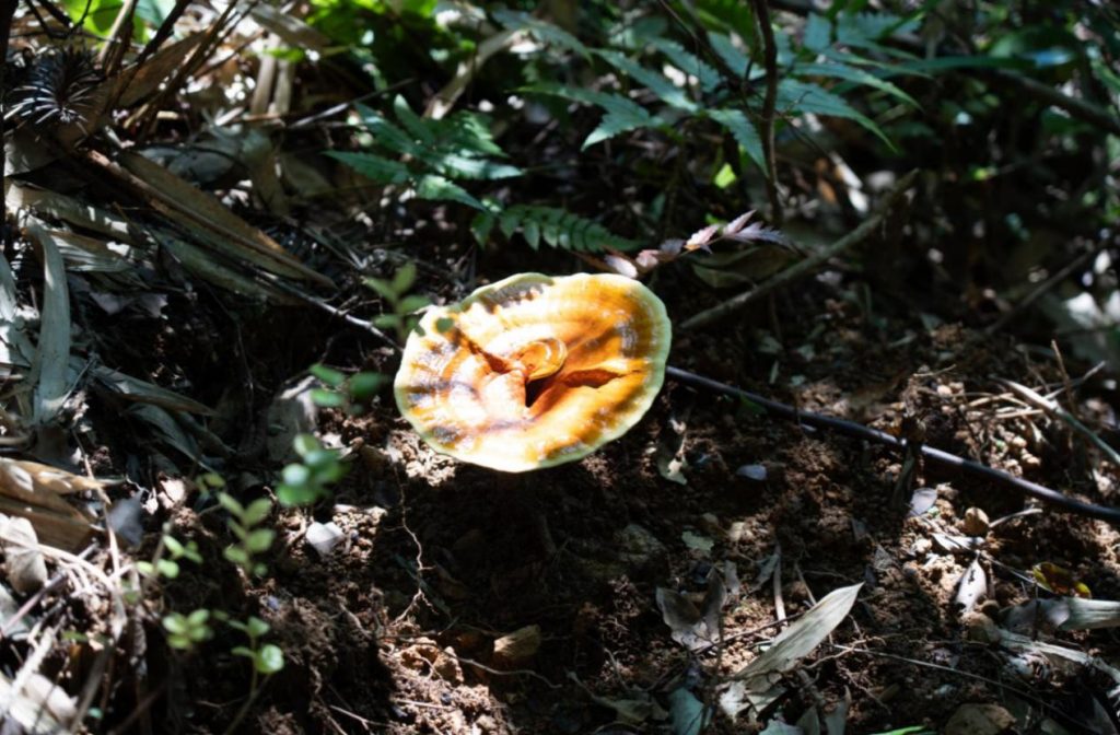reishi thrive in mist-shrouded realms