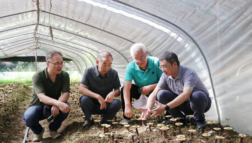 Pucheng Officially Designated as Origin of Chinese Log-Grown Ganoderma (2)