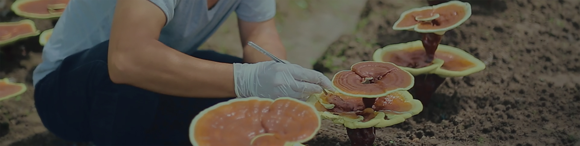 شهادة عضوية موثوقة مع إمكانية تتبع العملية الكاملة