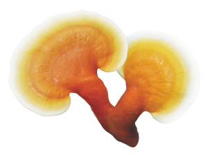 Reishi products(1)