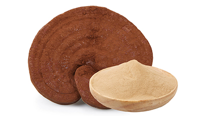 ما هو مستخلص فطر الريشي