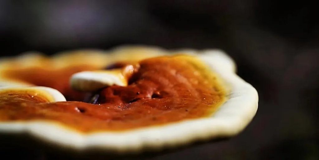 영지 문화 - 중국 전통 속의 상징