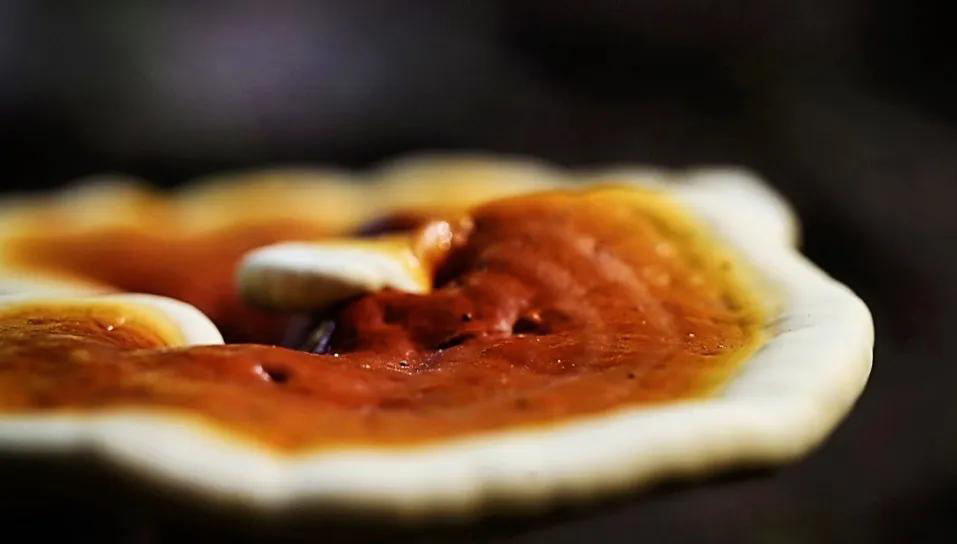 Reishi: グローバルチャイニーズウェルネスの古くからの魅力