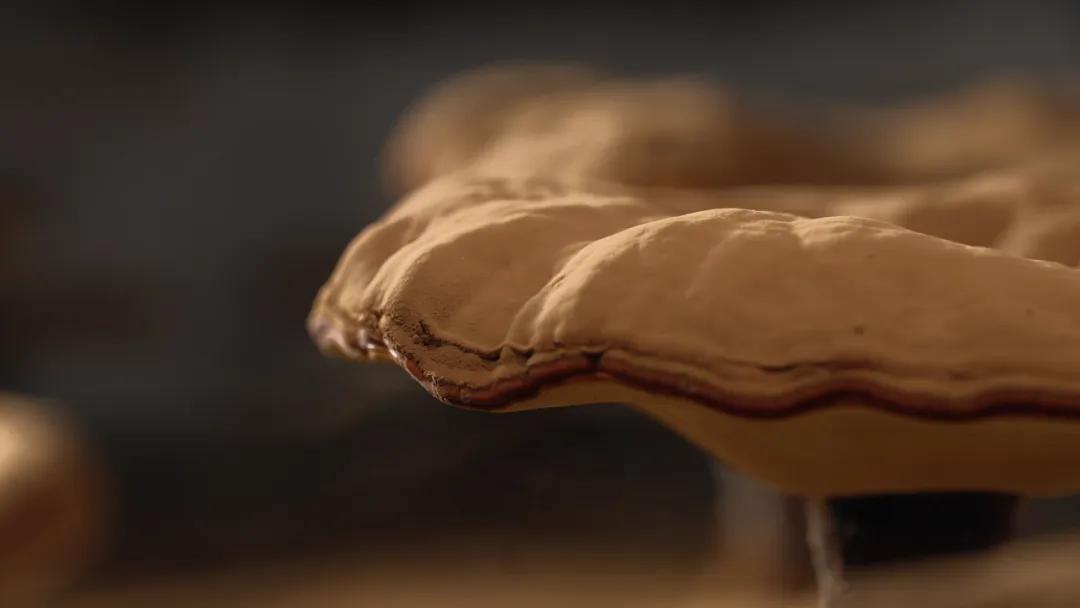 Ganoderma lucidum spores