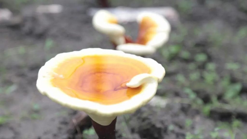 Reishi mushrooms growing in the soil