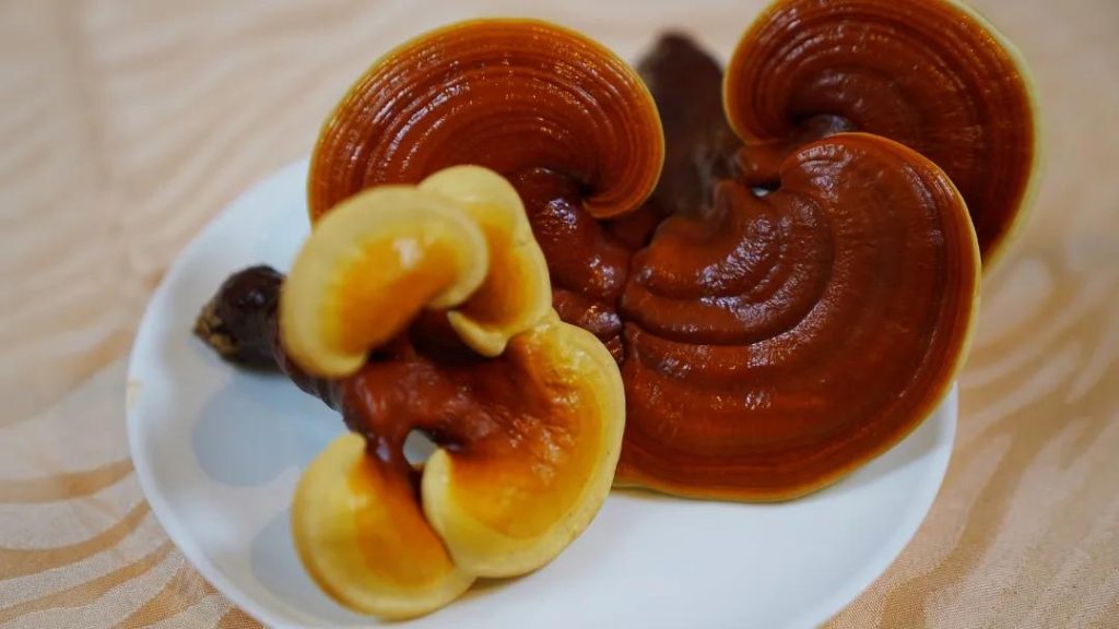 The dish contains reishi