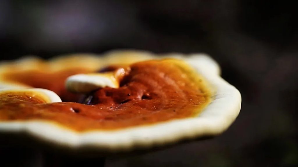 Choosing a Quality Reishi Supplement