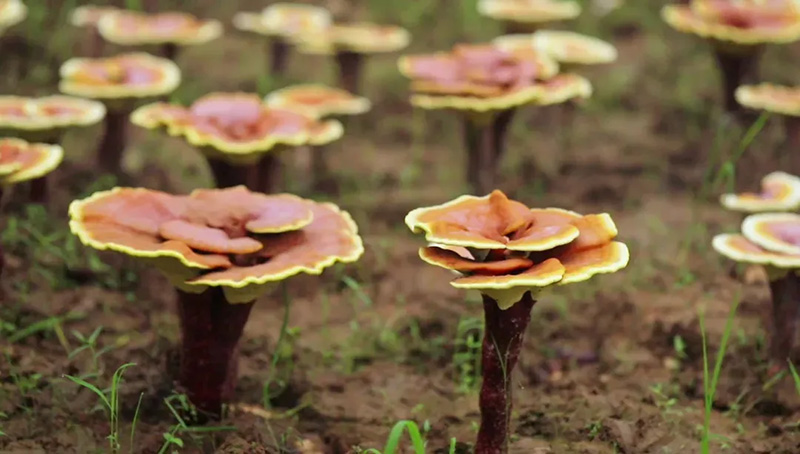 Ganoherb Reishi Organic