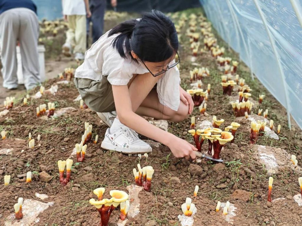 Children experiencing Reishi pruning-2