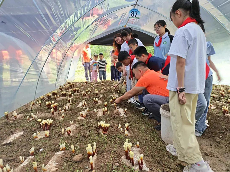 Children experiencing Reishi pruning