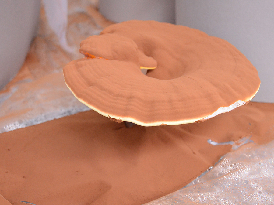 Ganoderma lucidum -2